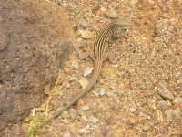 A striped lizard